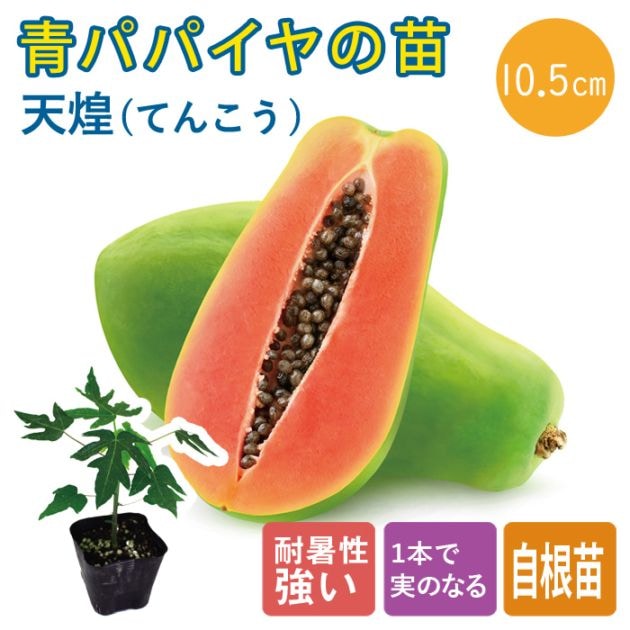 予約・早割】青パパイヤ 苗 天煌 10.5cmポット 野菜 パパイヤ