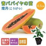 ��ͽ�������ĥѥѥ��� �� ��� 10.5����ݥå� ��� �ѥѥ��� �ѥѥ��� �ȥ��ԥ����5����ܤ��缡ȯ����