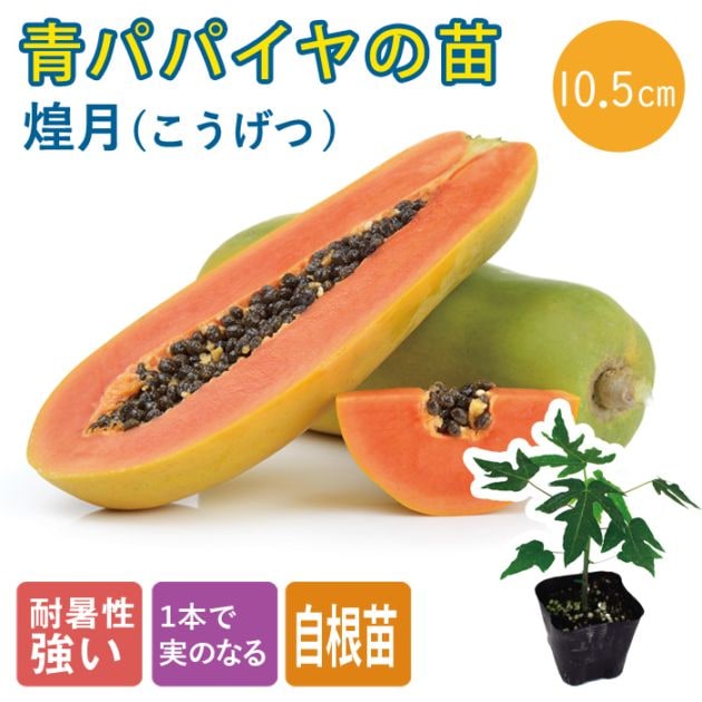 青パパイヤ 16苗 １本で実がなります 000000003496_jTnDPXa.jpg