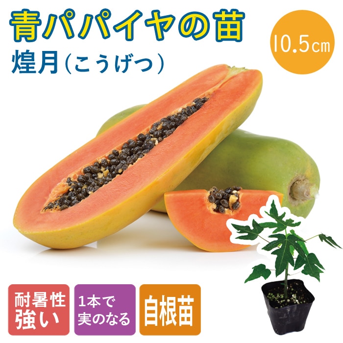 青パパイヤ 苗 煌月 10.5cmポット 野菜 パパイヤ パパイア
