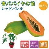 ��ͽ�������ĥѥѥ��� �� ��åɥХ�� 10.5����ݥå� ��� �ѥѥ��� �ѥѥ��� �ȥ��ԥ����5����ܤ��缡ȯ����