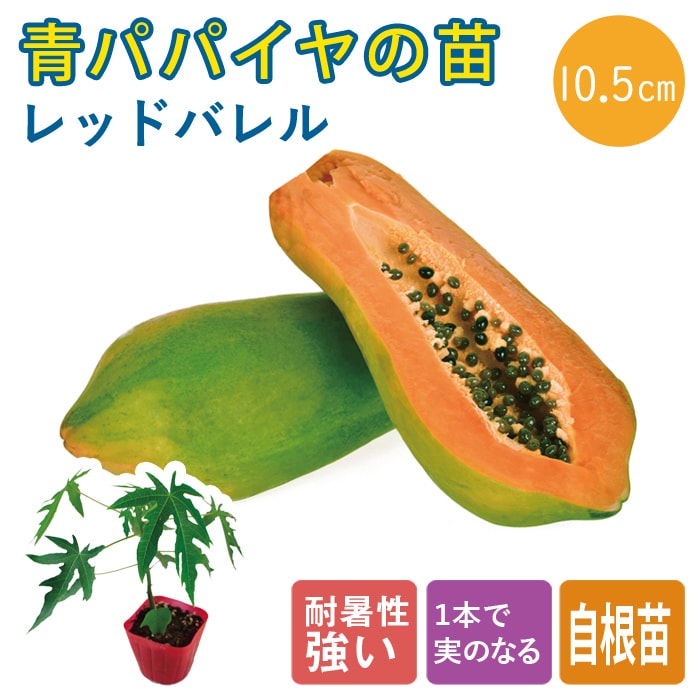 青パパイヤ 苗 レッドバレル 10.5cmポット 野菜 パパイヤ パパイア