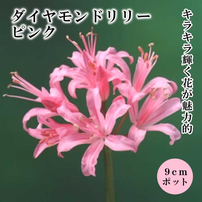 �ͥ�� ����˥��󥷥� �� �ԥ� �� 9cm���󥰥ݥå� �� ��������ɥ�꡼ ���ߤ˺餯 �֤�����