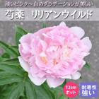 ���� �� ��ꥢ�󥦥���� 12����ݥå� ���� ���㤯�䤯 ���㥯�䥯 �����ǥ˥� �ץ�󥿡� �ɺ��� �ɺ� ���