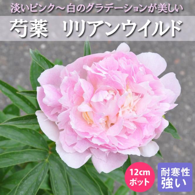 芍薬 苗 リリアンウイルド 12cmポット 桃色 しゃくやく シャクヤク