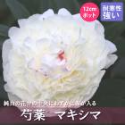 ���� �� �ޥ����� 12����ݥå� �� �ե����ƥ��Хޥ����� ���㤯�䤯 ���㥯�䥯 �����ǥ˥� �ץ�󥿡� �ɺ��� �ɺ� ���