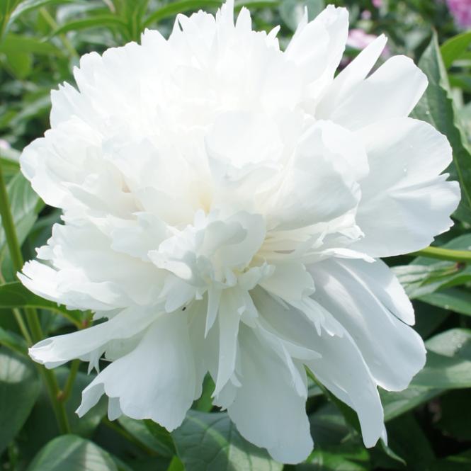 10月下旬より発送・早割】 芍薬 苗 マキシマ 12cmポット 白色