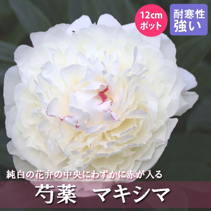 10月下旬より発送・早割】 芍薬 苗 マキシマ 12cmポット 白色