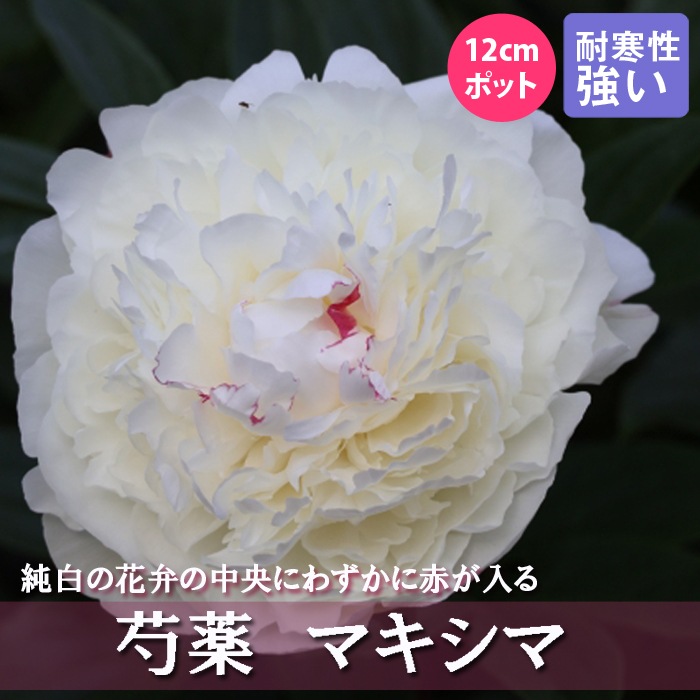 芍薬 苗 マキシマ 12cmポット 白色 フェスティバマキシマ しゃくやく