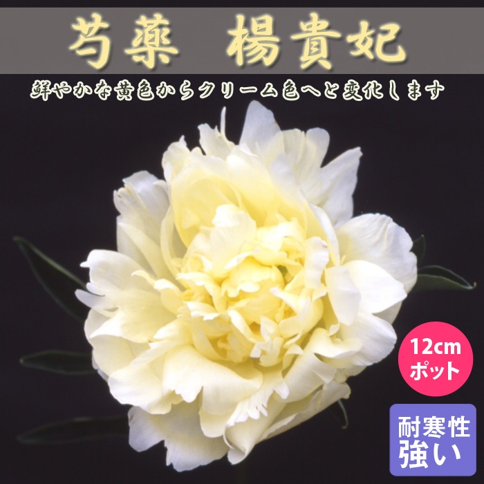 芍薬 苗 楊貴妃 12cmポット 黄色 クリーム色 ようきひ ヨウキヒ