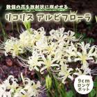 �ꥳ�ꥹ ����ӥե����� 9cm���󥰥ݥå� �� �����շ� �� �ҥ���Х� ��߲� �ؼ�� �ޤ󤸤夷�㤲 �ƿ��� ���餭 �֤�����