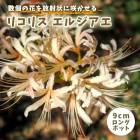 �ꥳ�ꥹ ���른���� 9cm���󥰥ݥå� �� �����շ� ���祦���������� ���Ŀ��� ��߲� �ؼ�� �ޤ󤸤夷�㤲 �֤�����