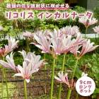 �ꥳ�ꥹ ���󥫥�ʡ��� 9cm���󥰥ݥå� �� ���祦���������� ���Ŀ��� ��߲� �ؼ�� �ޤ󤸤夷�㤲 �֤�����