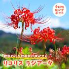 �ꥳ�ꥹ �饸������ 9cm���󥰥ݥå� �� �����շ� �ҥ���Х� ��߲� �ؼ�� �ޤ󤸤夷�㤲 �ƿ��� ���餭 �֤�����