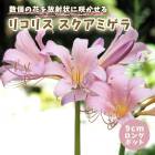 �ꥳ�ꥹ �������ߥ��� 9cm���󥰥ݥå� �� �ս��շ� �ƿ��� �ʥĥ������� �ϥ������ ��߲� �ؼ�� �ƿ��� �֤�����