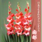 ��ͽ������ ���饸���饹 �庬 �տ��� �����ܤ����ޤ줿���饸���饹�� ���� 5�� gladiolus �֤����� ��3����ܤ��缡ȯ����