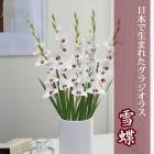 ��ͽ������ ���饸���饹 �庬 �տ��� �����ܤ����ޤ줿���饸���饹�� ��ĳ 5�� gladiolus �֤����� ��3����ܤ��缡ȯ����