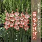 ��ͽ������ ���饸���饹 �庬 �տ��� �����ܤ����ޤ줿���饸���饹�� ��Φ�����ܤ� (��Ͽ�ʼ�) 5�� �֤����� ��3����ܤ��缡ȯ����