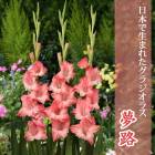 ��ͽ������ ���饸���饹 �庬 �տ��� �����ܤ����ޤ줿���饸���饹�� ̴ϩ 5�� gladiolus �֤����� ��3����ܤ��缡ȯ����