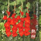 ��ͽ������ ���饸���饹 �庬 �տ��� �����ܤ����ޤ줿���饸���饹�� �ϳ� 5�� gladiolus �֤����� ��3����ܤ��缡ȯ����