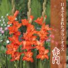 ���饸���饹 �庬 �տ��� �����ܤ����ޤ줿���饸���饹�� ���� 5�� gladiolus �֤�����