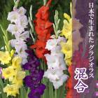 ��ͽ������ ���饸���饹 �庬 �տ��� �����ܤ����ޤ줿���饸���饹�� ���� 5�� gladiolus  �֤����� ��3����ܤ��缡ȯ����