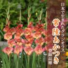 ���饸���饹 �庬 �տ��� �����ܤ����ޤ줿���饸���饹�� ��Φ�����Ĥ� (��Ͽ�ʼ�) 5�� gladiolus �֤�����
