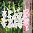 ��ͽ������ ���饸���饹 �庬 �տ��� �����ܤ����ޤ줿���饸���饹�� ��Φ�ϤĤ椭 (��Ͽ�ʼ�) 5�� gladiolus �֤����� ��3����ܤ��缡ȯ����