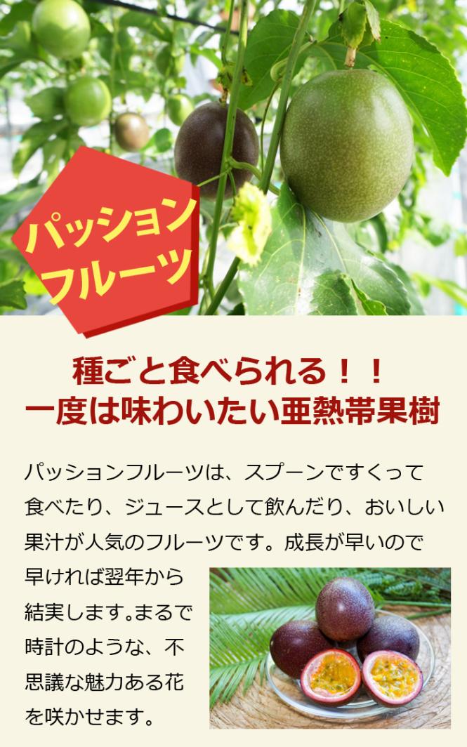 予約・早割】パッションフルーツ 苗 パープルとイエロー 2種セット