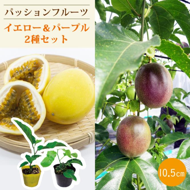 パッションフルーツ苗問い合わせ パッションフルーツ 苗 パープル 10.5cmポット 挿木苗 トロピカル