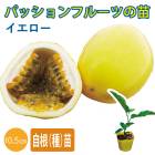 ��ͽ�����ۥѥå����ե롼�� ��  �������� 10.5����ݥå� �����ʼ���� �ȥ��ԥ��� �̼� ¾�ȼ�ʴ ��Ǯ�� ������Υȥ���������5����ܤ��缡ȯ����