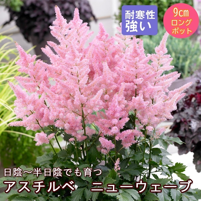 宿根草 苗 アスチルベ ニューウェーブ 9cmロングポット 日陰 半日陰