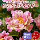 ���� �� ����ꥫ���㥯�䥯 �ԥ󥯥��ץ饤���� 12����ݥå� ��ʬ���� ���㤯�䤯 ���㥯�䥯 �ɺ���