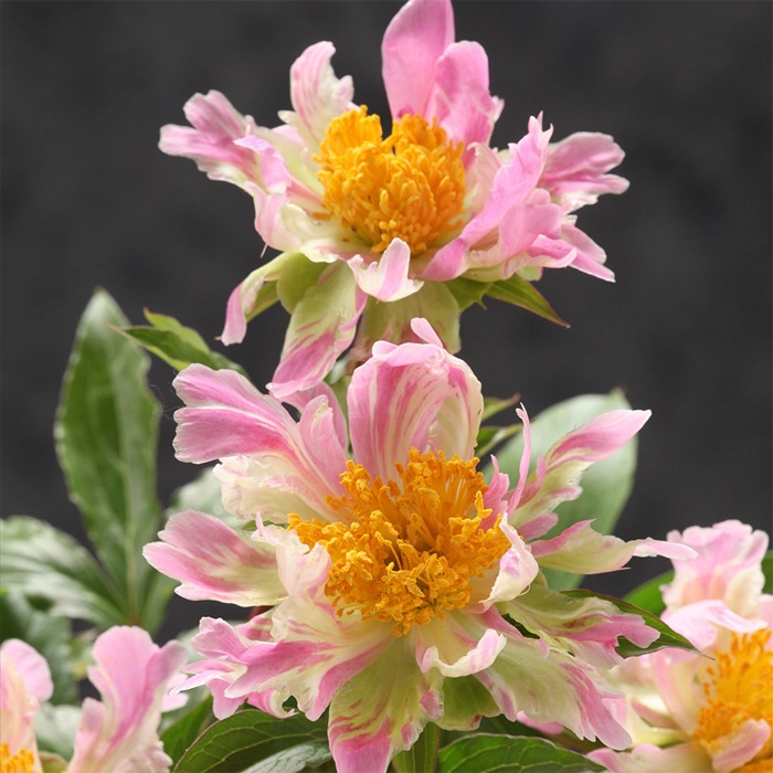 10月下旬より発送・早割】芍薬 苗 アメリカシャクヤク ピンクス