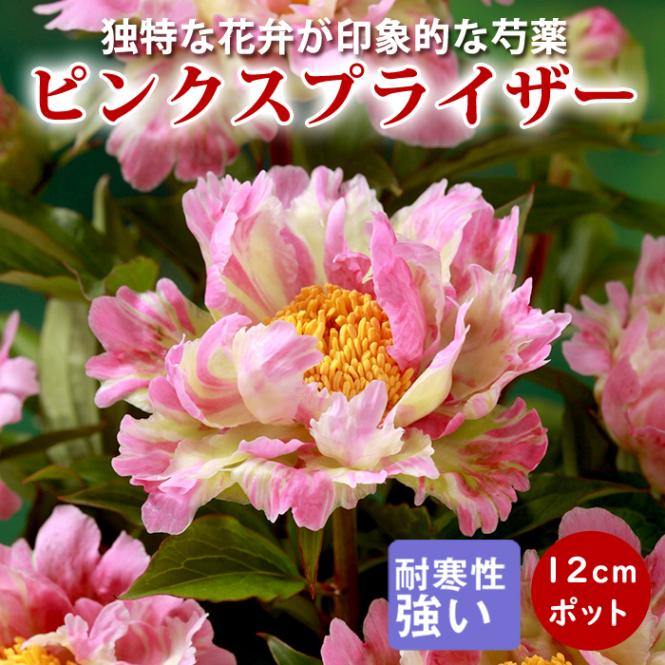 10月下旬より発送・早割】芍薬 苗 アメリカシャクヤク ピンクス