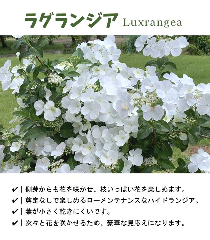 予約・超早割】 母の日 2026 ラグランジア 5号鉢 鉢植え ブライダル