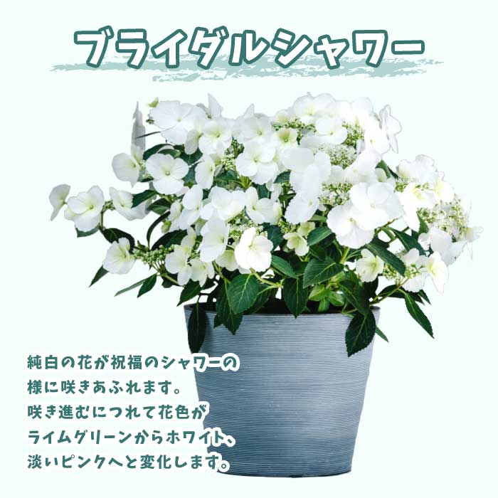 予約・超早割】 母の日 2026 ラグランジア 5号鉢 鉢植え ブライダル