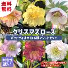 ���ꥹ�ޥ������� �ġ� 6�� �������ȥ��å� �� �ݥåȥ�����MIX 9cm�ݥå� 15cm�ݥå� ��ꥯ������ �� ���� �Ѵ��� �����ǥ˥� �إ�ܥ륹 �ߥ襷 ����̵��