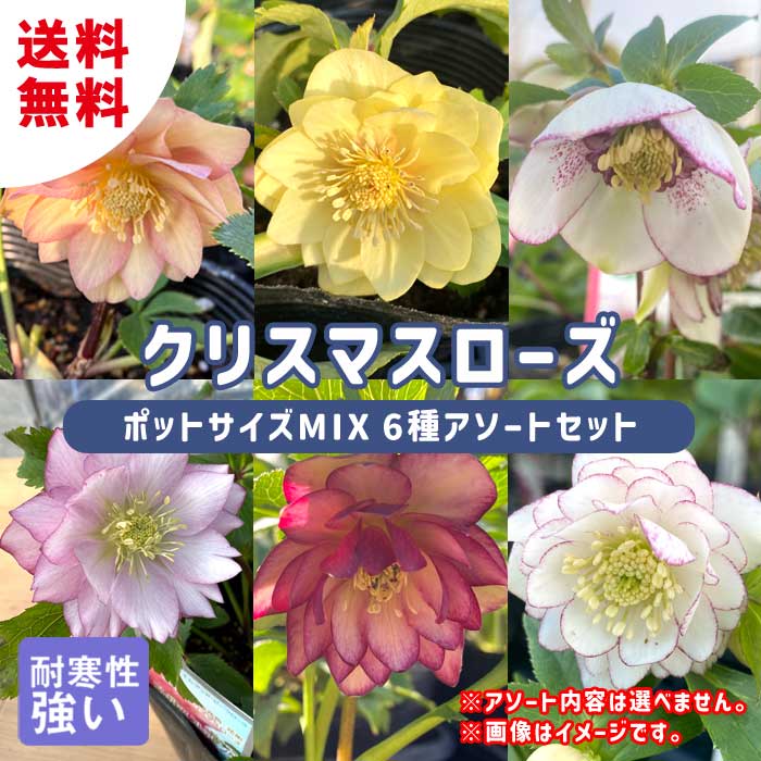 クリスマスローズ 苗【 6種 アソートセット 】 ポットサイズMIX 9cm