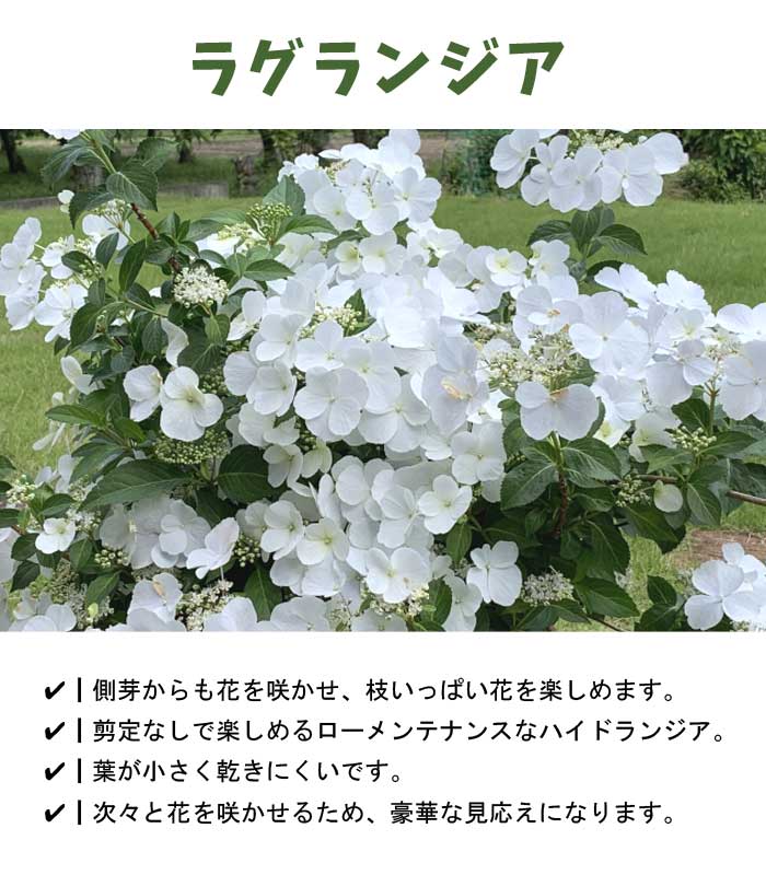 予約】 母の日 2026 ラグランジア 5号鉢 鉢植え ブライダルシャワー