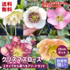 ���ꥹ�ޥ������� �ġ� 2�����פ������� �������� ���å� ��15cm�ݥå� 3�� or 5�� ��ꥯ������ �� ���� �Ѵ��� �����ǥ˥� �إ�ܥ륹 �ߥ襷 ����̵��