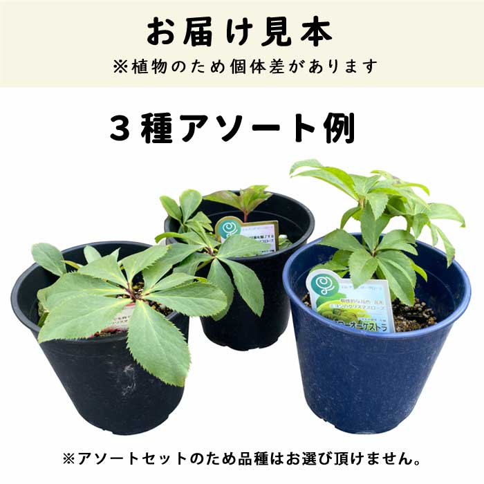 クリスマスローズ 苗【 2タイプから選ぶ アソート セット 】15cmポット