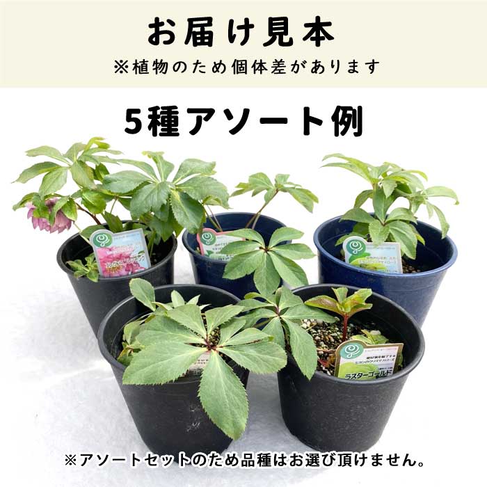 クリスマスローズ 苗【 2タイプから選ぶ アソート セット 】15cmポット