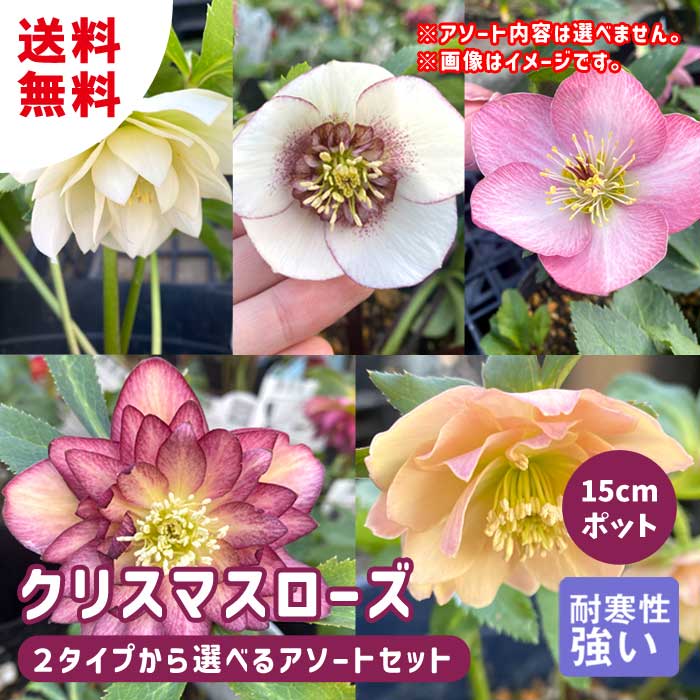 クリスマスローズ 苗【 2タイプから選ぶ アソート セット 】15cmポット