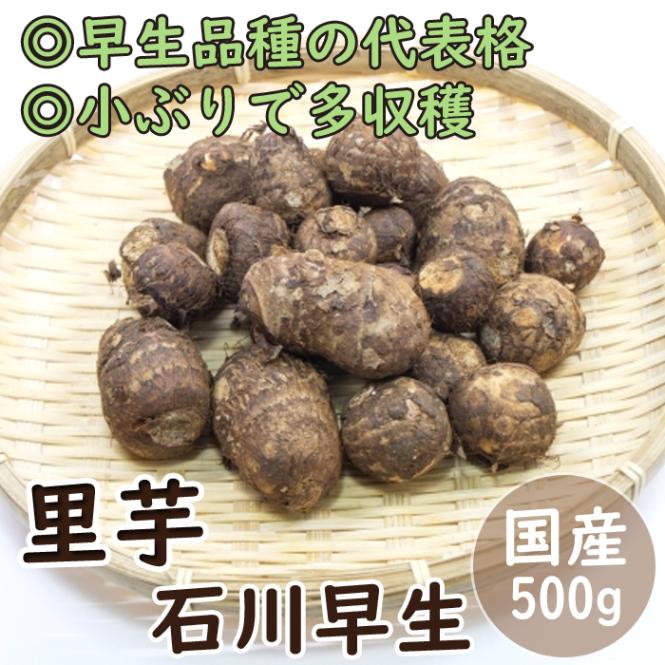 国産 里芋 【 さといも 石川早生 （ いしかわわせ ）】 種球根 約500g