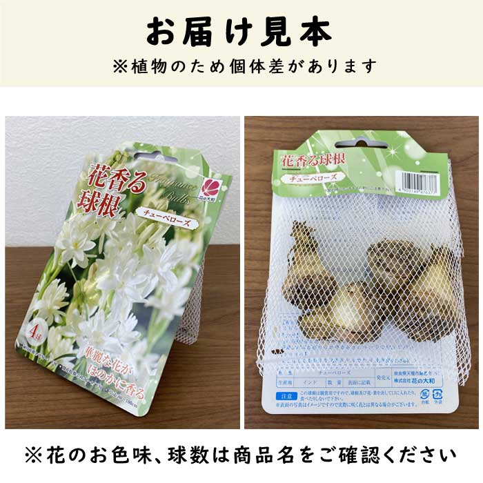 チューベローズ 八重咲き 白花種 】 球根 春植え 2球 花香る球根 芳香