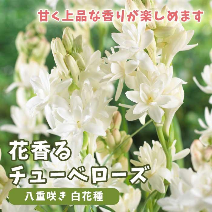 チューベローズ 八重咲き 白花種 】 球根 春植え 2球 花香る球根 芳香