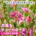 ��ͽ�����ۡ� ���塼�٥����� Ȭ�ź餭 ���ּ� �� �庬 �տ��� 1�� �ֹ��庬 ˧�� ��� ȭ���� ������ ��Ƥ䤹�� �֤����� ������ܤ��缡ȯ��