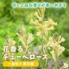 ��ͽ�����ۡ� ���塼�٥����� ��ź餭 ���ּ� �� �庬 �տ��� 1�� �ֹ��庬 ˧�� ��� ȭ���� ������ ��Ƥ䤹�� �֤����� ������ܤ��缡ȯ��