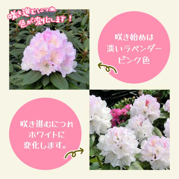 シャクナゲ 苗 スーパーローディー 【 ラベンダースノー 】10.5cm